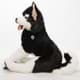 Bild von Husky Kuscheltier Hund Schlittenhund schwarz weiß XXL Schlenkertier Plüschhund AMAROK 