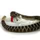Bild von Klapperschlange 100cm Schlange mit Rassel Plüschschlange Plüschtier REJAS
