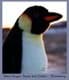 Bild von Pinguin Kuscheltier Königspinguin Kaiserpinguin Plüschtier PEPINO