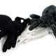 Bild von SET Kuscheltier Spinne grau + schwarz Plüschtier Spider Vogelspinne